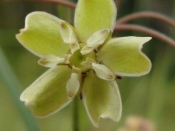 Asclepias praemorsa flower